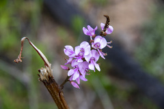 Indigofera australis