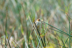 Cisticola nigriloris