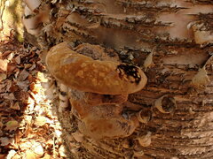 Phellinus