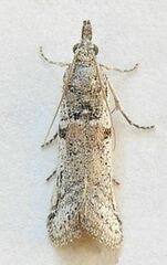 Laetilia dilatifasciella