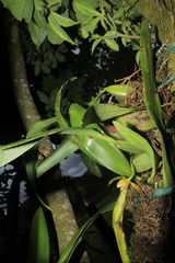 Maxillaria acutifolia