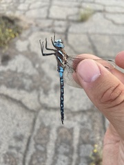 Rhionaeschna californica