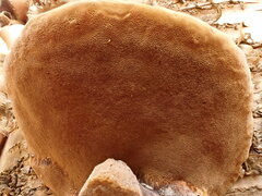 Phellinus