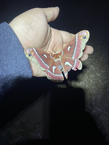 iNaturalist observation photo of Ceanothus Silk Moth