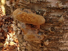 Phellinus