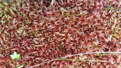 Sphagnum rubellum