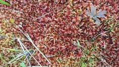 Sphagnum rubellum