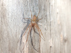 Metellina segmentata