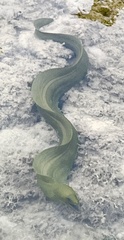 Gymnothorax funebris