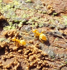 Lasius flavus