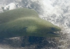Gymnothorax funebris