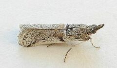 Laetilia dilatifasciella