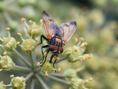 Phasia aurigera