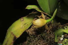 Maxillaria acutifolia