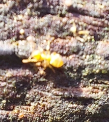 Lasius flavus