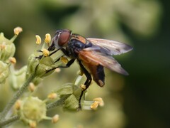 Phasia aurigera