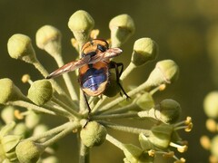 Phasia aurigera