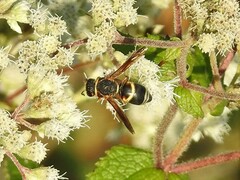 Euodynerus hidalgo boreoorientalis