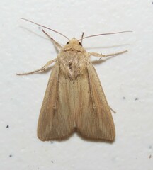 Leucania phragmitidicola