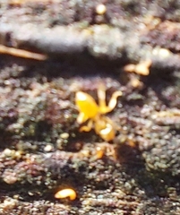 Lasius flavus