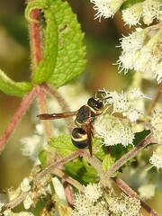 Euodynerus hidalgo boreoorientalis