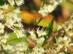 Euodynerus hidalgo boreoorientalis