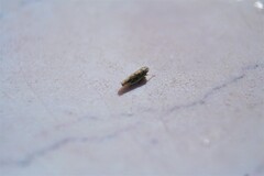 Cicadellidae