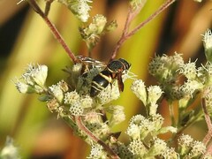 Euodynerus hidalgo boreoorientalis