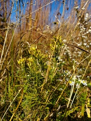 Euthamia leptocephala
