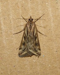 Loxostege cereralis