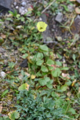 Papaver lapponicum orientale