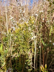 Euthamia leptocephala