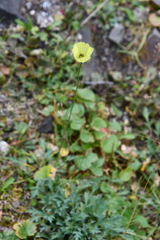 Papaver lapponicum orientale