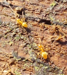 Lasius flavus