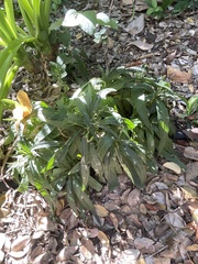 Lithospermum bejariense