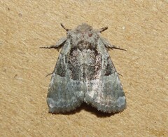 Meropleon ambifusca