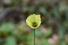 Papaver lapponicum orientale