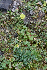 Papaver lapponicum orientale