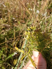 Euthamia leptocephala