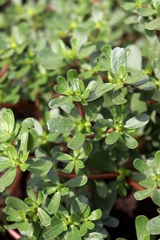 Portulaca oleracea