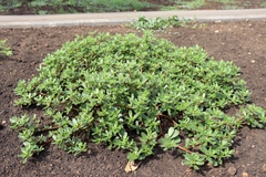 Portulaca oleracea