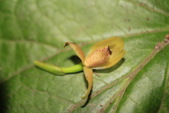 Maxillaria acutifolia