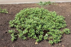 Portulaca oleracea