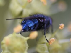 Calliphora vicina