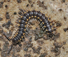 Chondromorpha xanthotricha