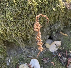 Platanthera transversa