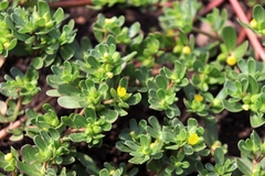 Portulaca oleracea