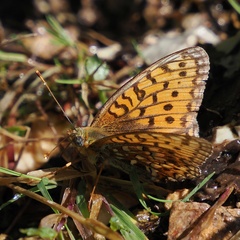 Argynnis niobe