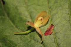 Maxillaria acutifolia