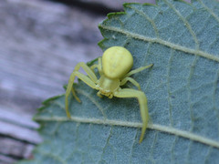 Misumena vatia